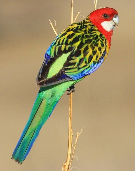 Loris Roselas e Ring necks