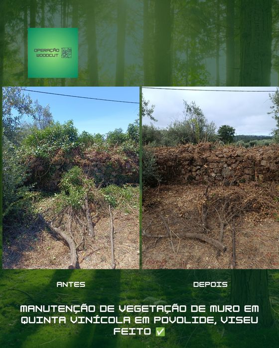 Limpeza de vegetação adjacente a muro