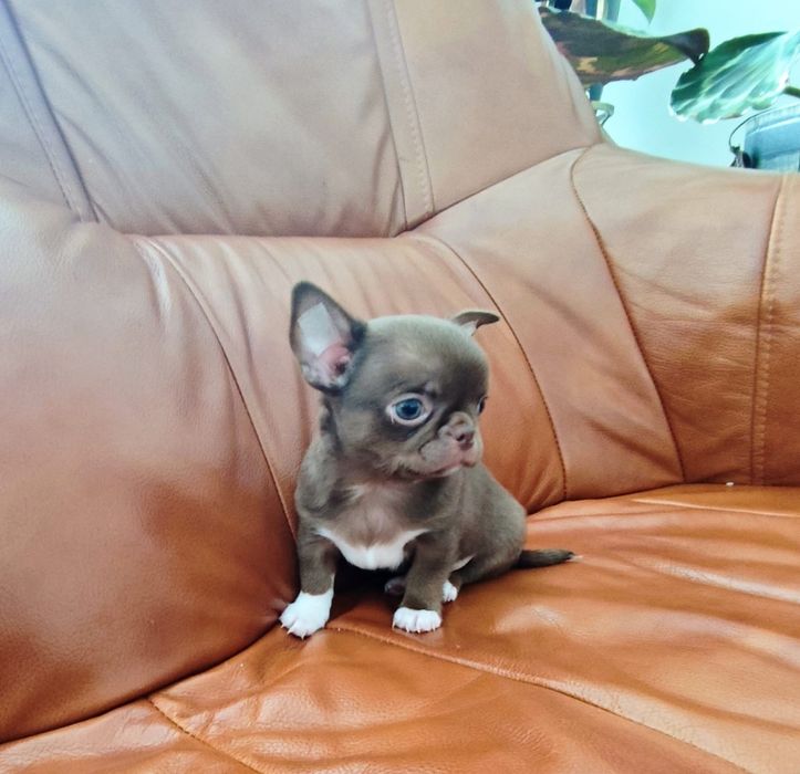 Chihuahua piesek o umaszczeniu czekoladowym