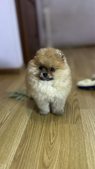 Пухнаста руда хмаринка