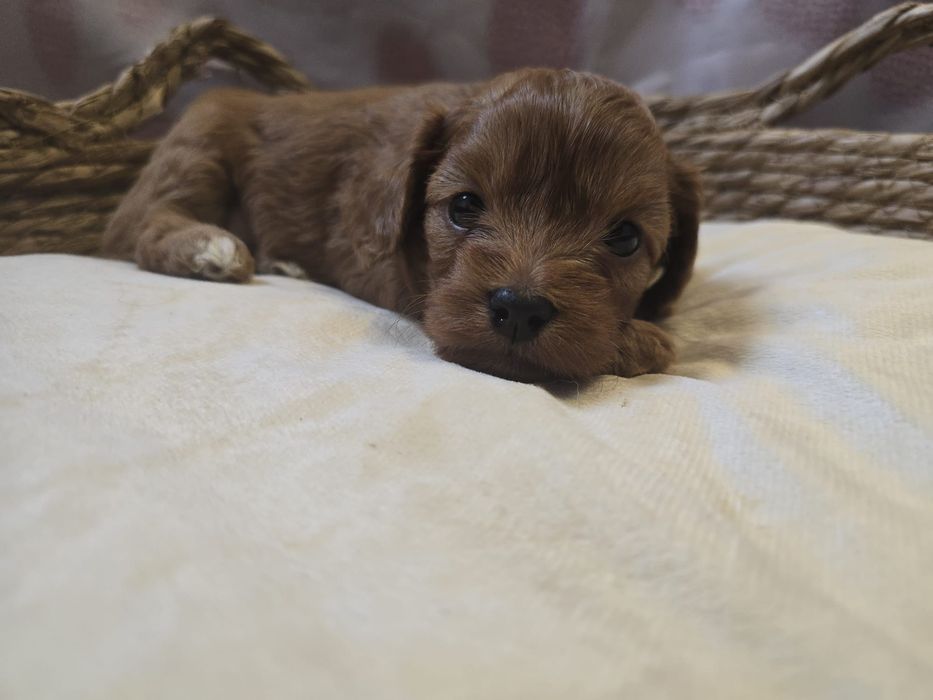 Cavapoo chłopiec