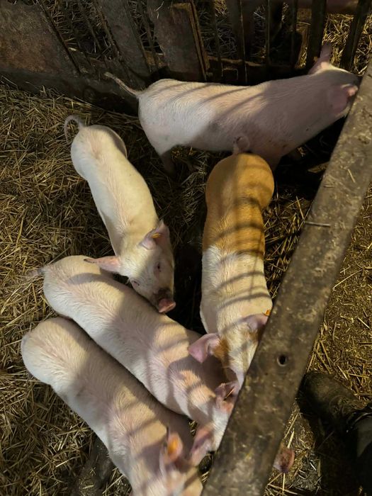 Sprzedam prosięta 5szt