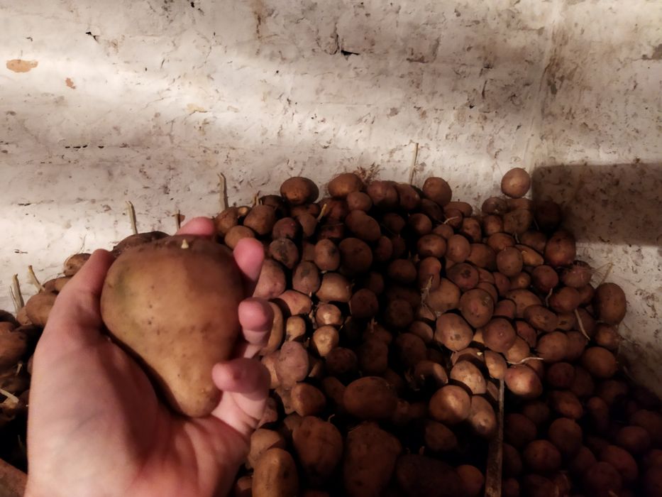 Продам домашню картошку без гмо