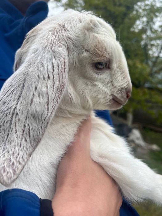 Англонубійські козенята