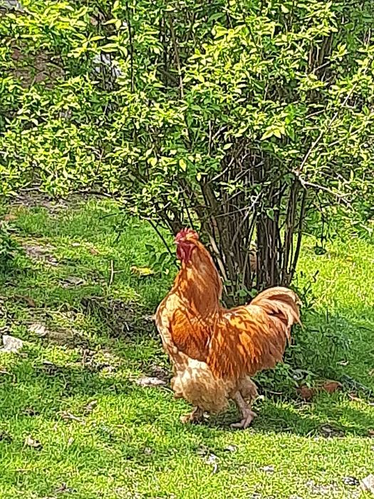 Петух молодий  КОХИНХИН