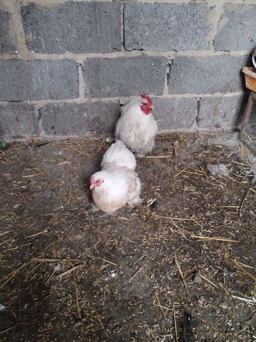 Kury chabo i kochanki miniaturki