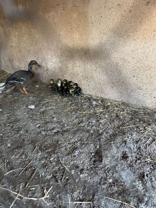 Patos real jovem