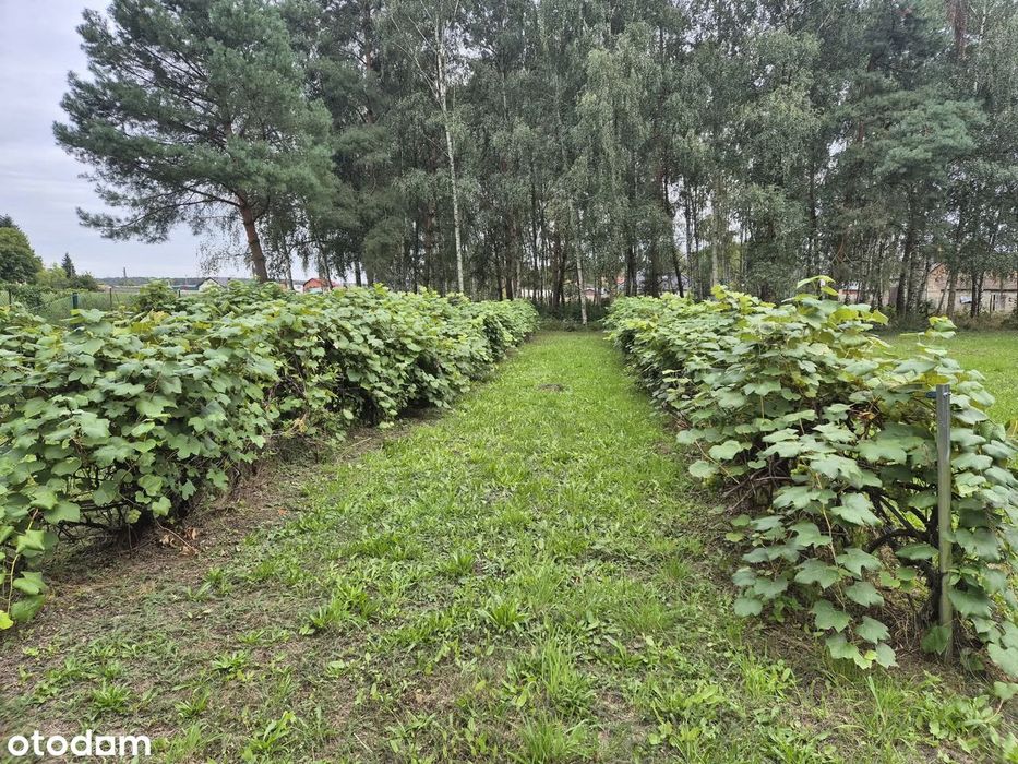 Wyjątkowa działka 3000 m² z lasem i winoroślą | Wioska | warunki - Widok 4