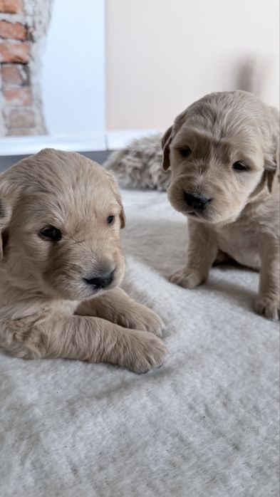 Golden Retriver złoty
