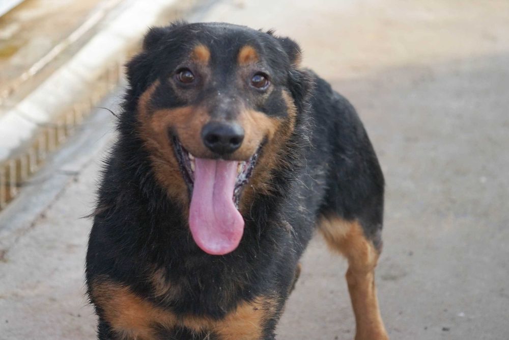 GRENIO - niewielki , wystraszony psiak