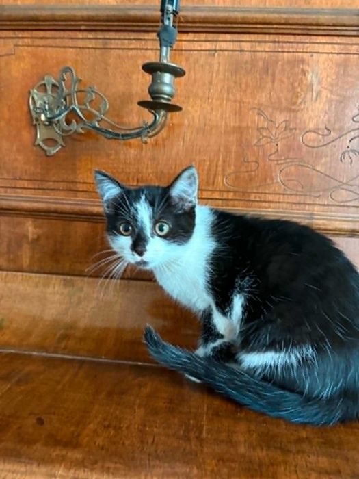 Kociaki do adopcji !!! (opis)