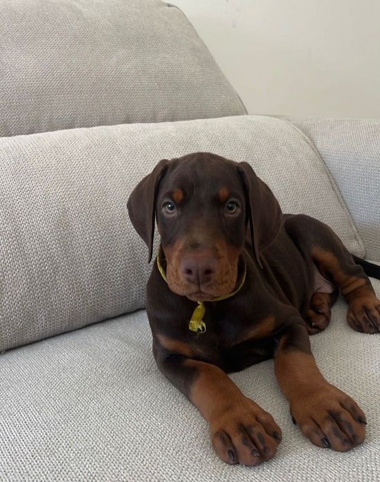 Doberman fêmea disponível