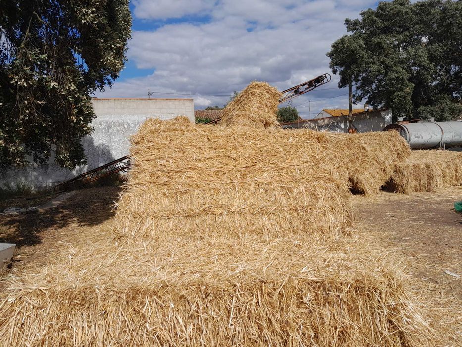 Fardos feno semeado