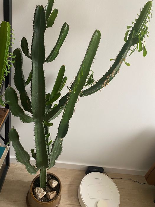 Kaktus wilczomlecz piękny duży