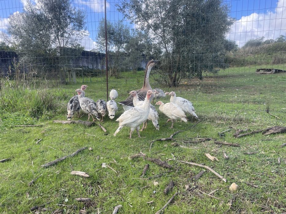 Ovos de peruas criadas naturalmente e ovos