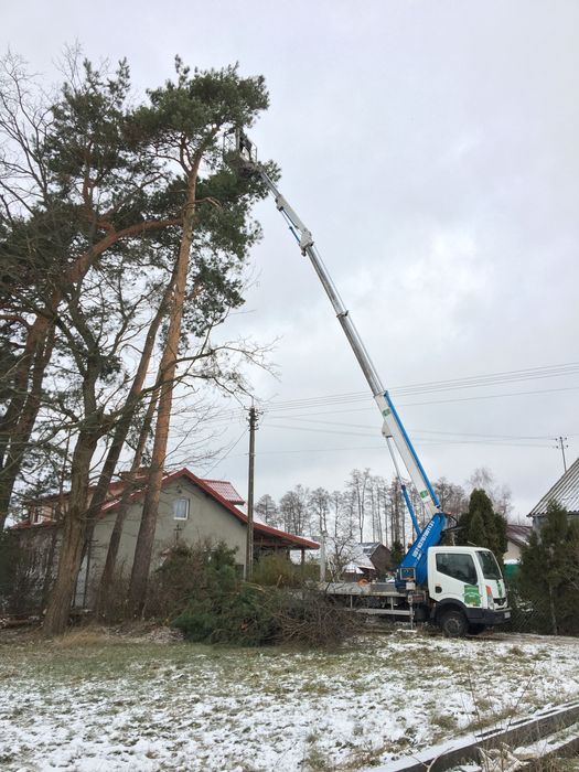 Wycinka,pielęgnacja,drzew,frezowanie,usuwanie karp,rębak,podnośnik
