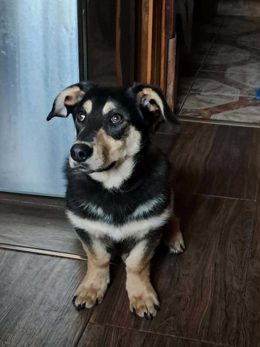 9-mcs Gucio czeka na kochający domek. Adopcja!