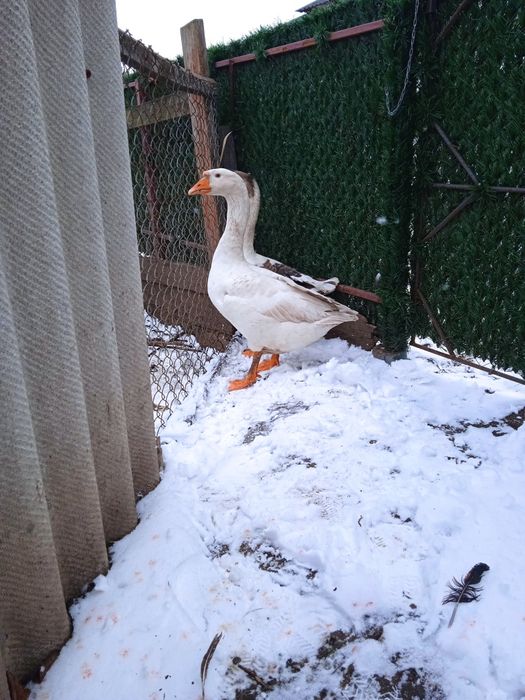 Гусь, гуси, гусак та гусиня породи Лінда