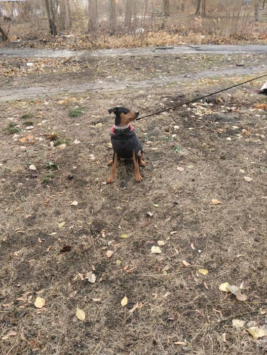 Девочка немецкого пинчера