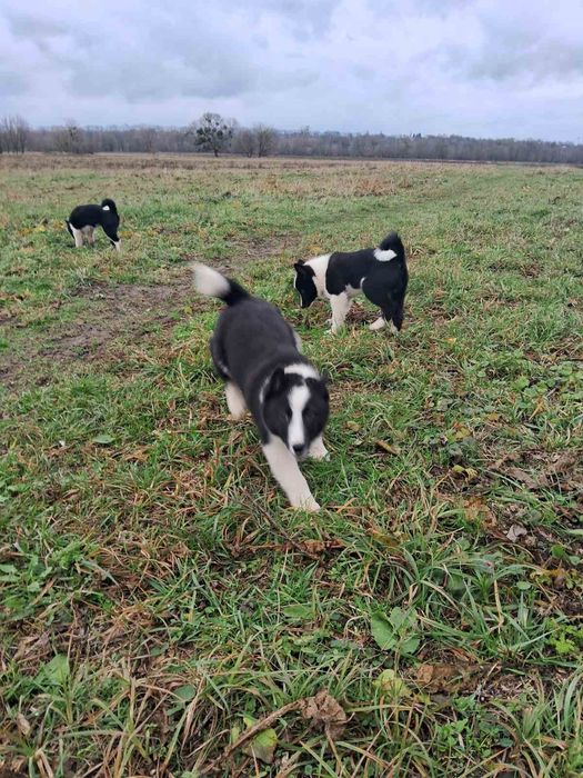 Цуценята Европейської лайки