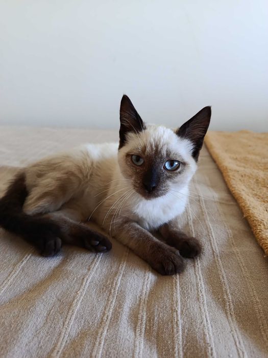 Gatinha para adoção RESPONSÁVEL