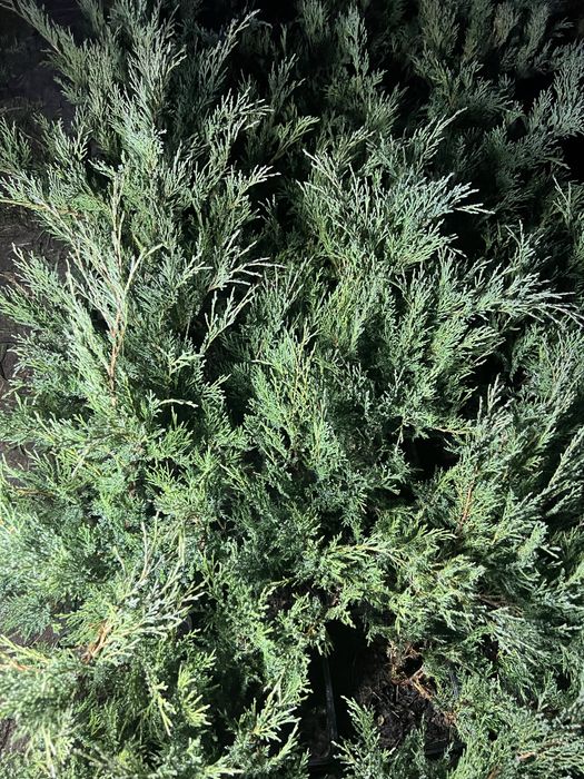 Ялівець казацький Блу Дануб