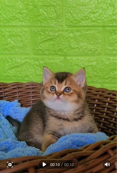 Плюшева дівчинка як ведмежа