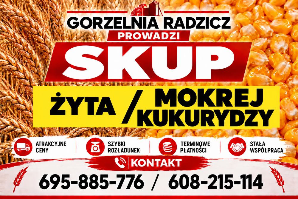 Żyto i mokra kukurydza - SKUP  - Gorzelnia Radzicz