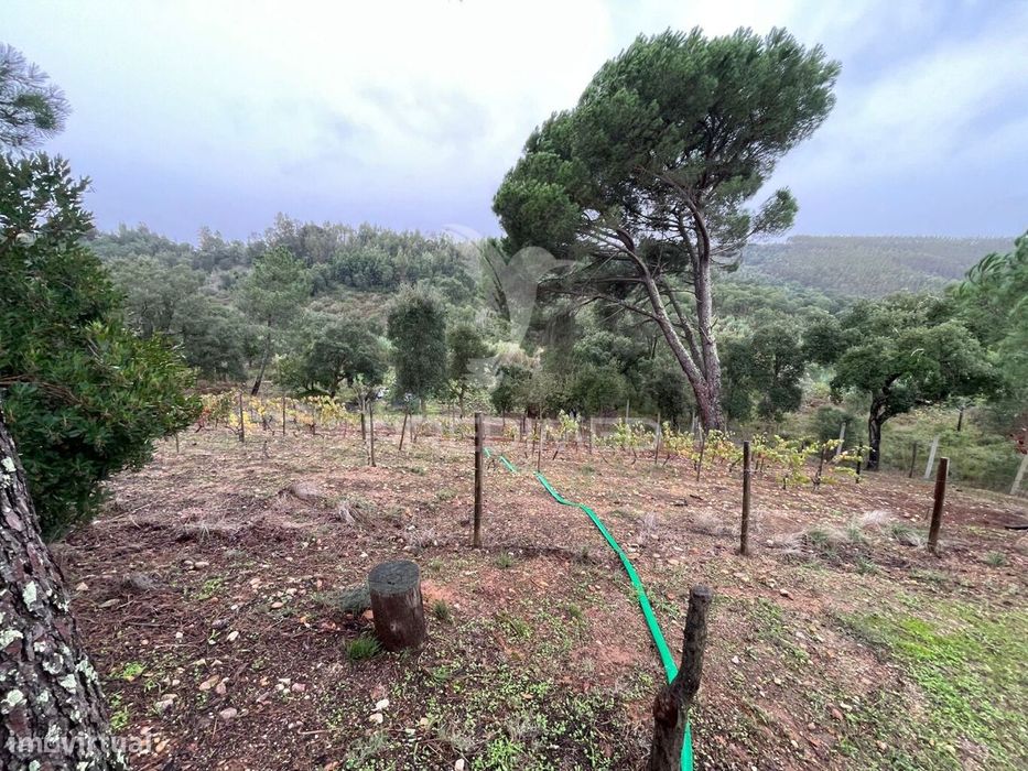 Quintinha em São Miguel