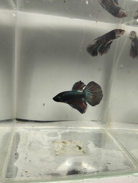 Bettas Macho - várias cores e padrões