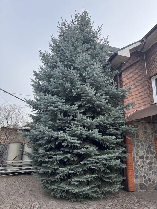 Ялинка жива