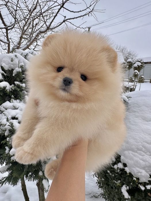 Малючок Померанчик в типі Ведмедик.