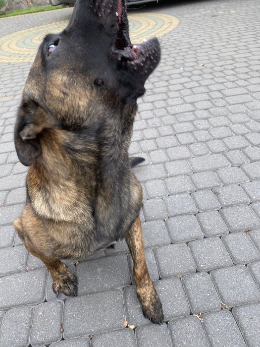 Хердер (вязка)