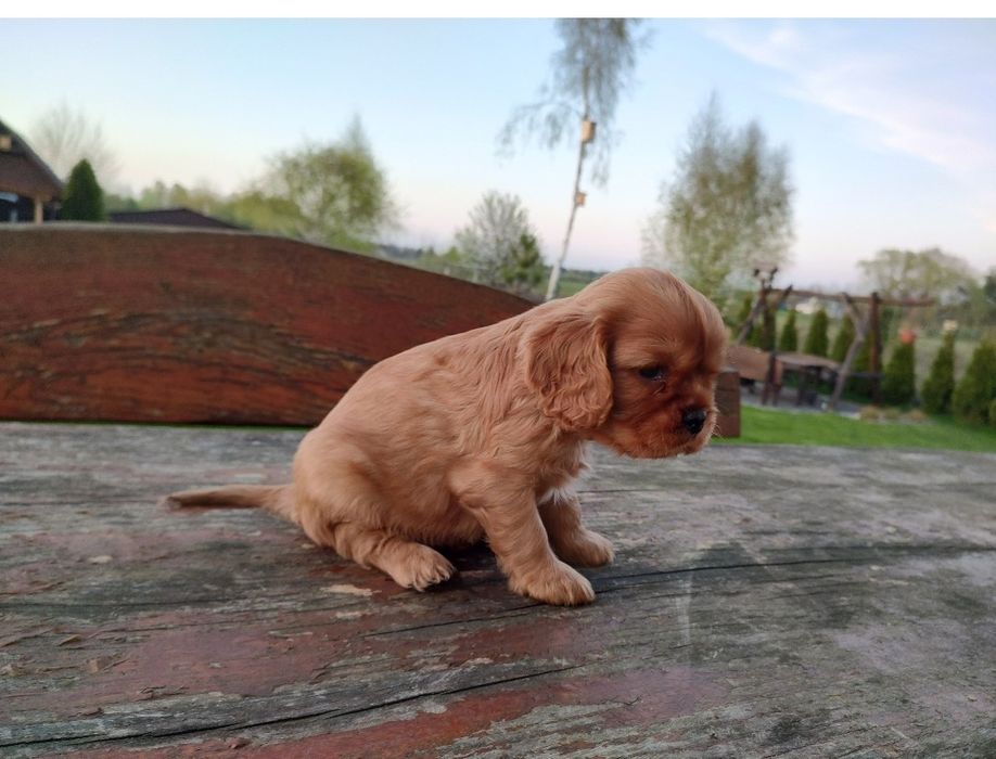 Cavalier King Charles Spaniel Piesek
