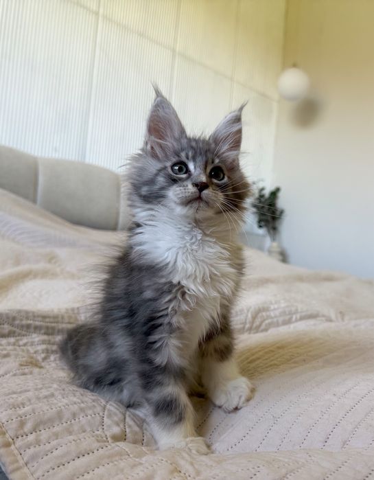 Śliczny kocurek Maine Coon