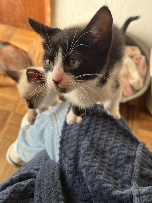 Gatinhos adoção responsável