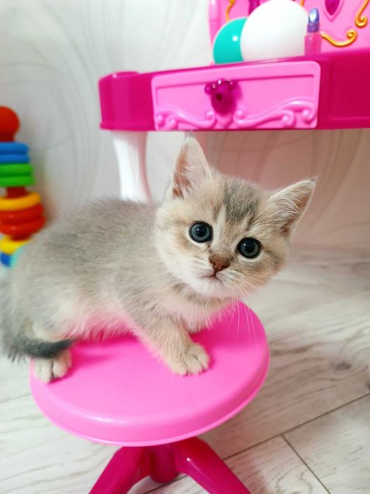 Киця срібна шиншилка