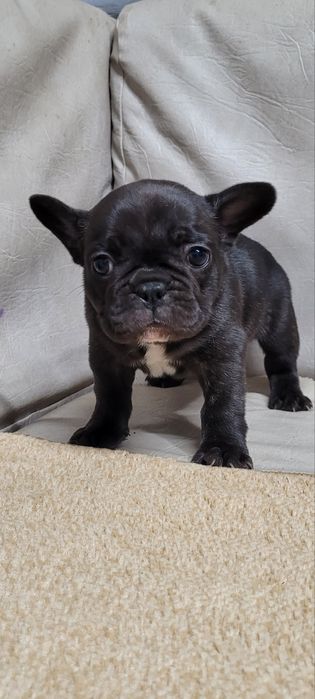 Цуценята французького бульдога