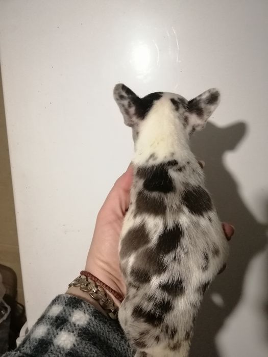 Чарівні французи розумні, та милі