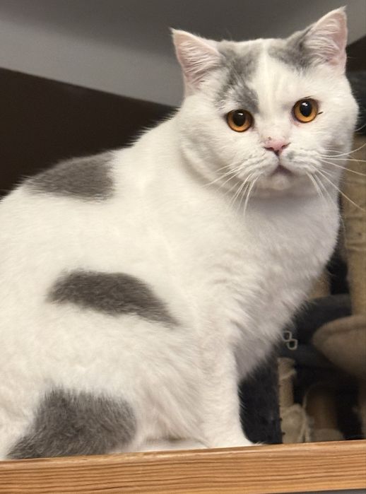 Błękitno-biały kocur brytyjski – łagodny pieszczoch szuka miłości!