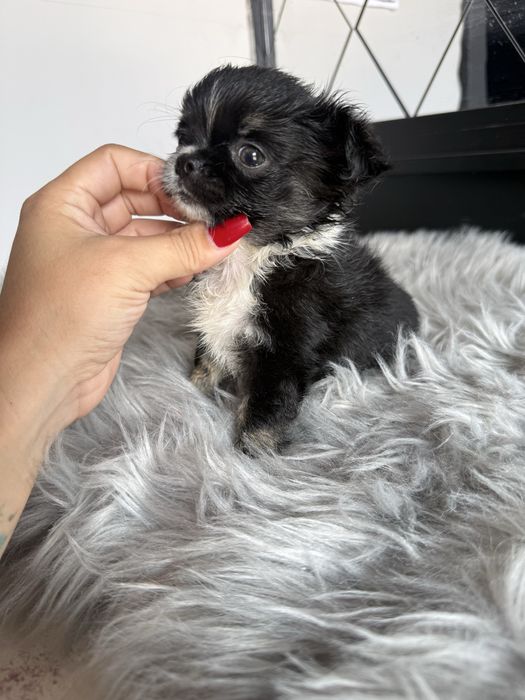 “MENINA“ Chihuahua “MINI” de bolsa , pêlo longo