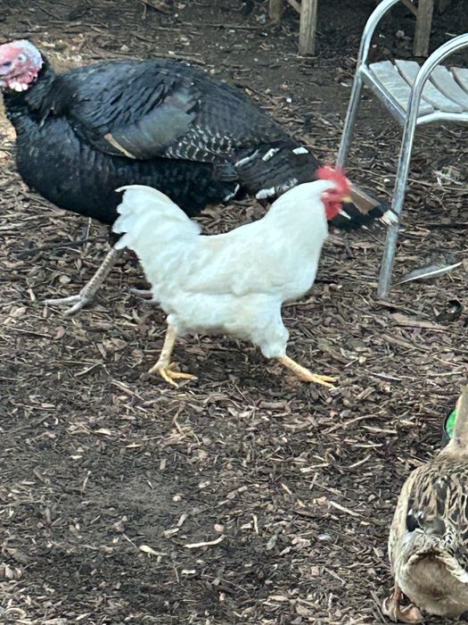 Vendo frango e galo