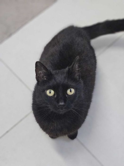 Słodka Melasa szuka domu