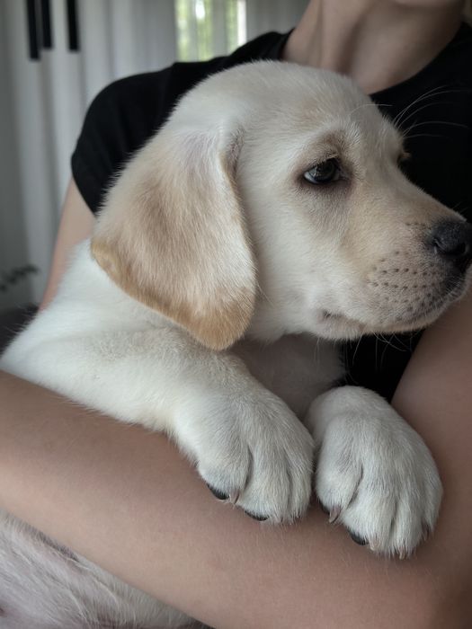 Labrador pies z rodowodem ZKwP FCI
