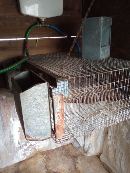 Coelhos (Coelheiras para venda)