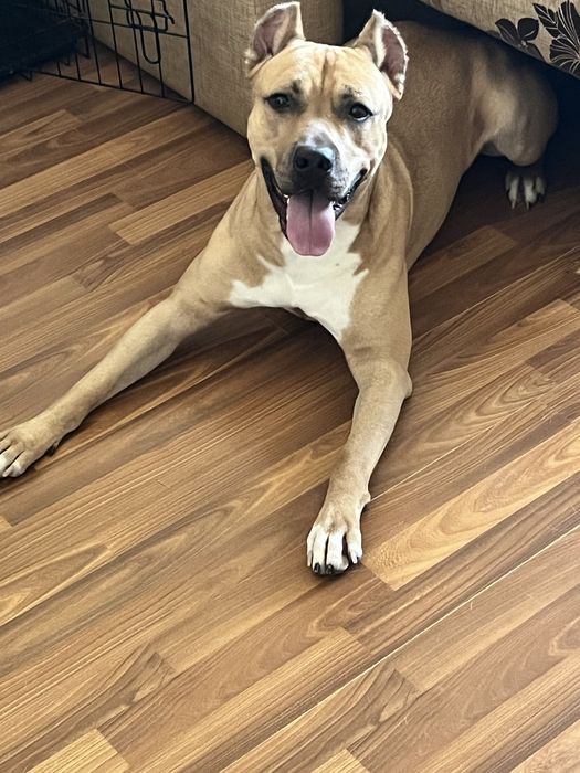 Хлопчик Амстафф шукає дівчинку для вʼязки!