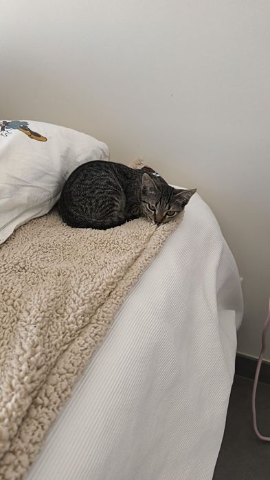 Gatinhos /as bebés com esterilização gratuita para adoção