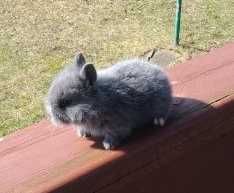 króliki miniaturki niebieskie (kolor kota brytyjskiego) oraz karzełki