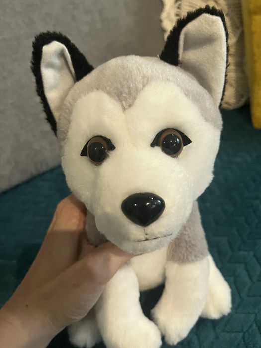 Maskotka pies Husky, wysokość ok. 24 cm.