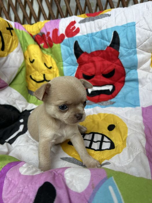 Menino Fawn Pelo Curto